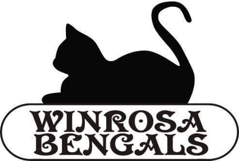 Winrosa Bengals